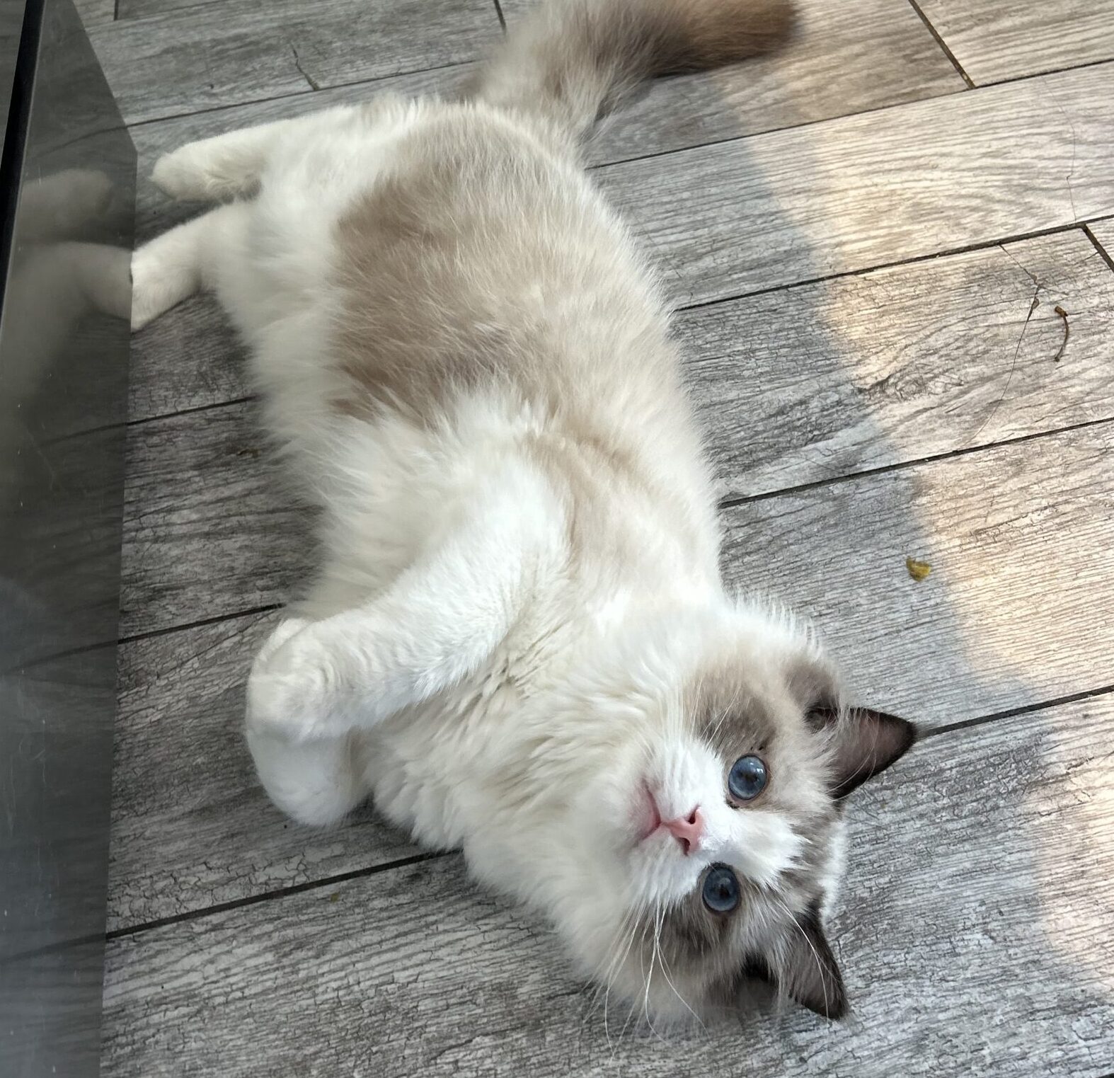 seal bicolor ragdoll male cute