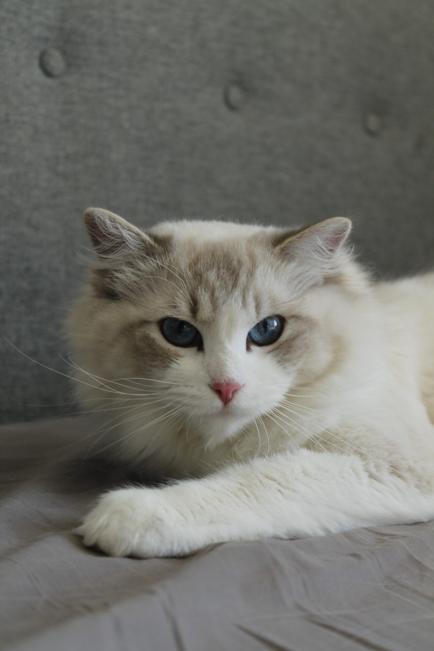 Stella